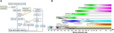 Signaling – transcription interactions in mouse retinal ganglion cells early axon pathfinding –a literature review